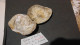 Delcampe - Lot De Fossiles Anciens -provenance ? - Fossils