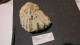 Delcampe - Lot De Fossiles Anciens -provenance ? - Fossils