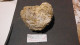 Delcampe - Lot De Fossiles Anciens -provenance ? - Fossiles