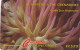 ST. VINCENT & THE GRENADINES(GPT) - Giant Sea Anemone, CN : 142CSVC/B, Tirage 20000, Used - Saint-Vincent-et-les-Grenadines