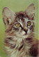 ANIMAUX & FAUNE - Chats - Un Chat Gris Seul - Carte Postale - Cats