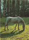 ANIMAUX & FAUNE - Chevaux - Un Cheval En Train De Manger Dans La Forêt - Carte Postale - Horses