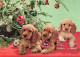 ANIMAUX & FAUNE - Chiens - Trois Petits Chiots Assis Et à Côté D'un Sapin - Carte Postale - Dogs