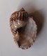 Harpa Cabriti - Seashells & Snail-shells
