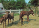 ANIMAUX & FAUNE - Anes - Quatres Anes  - Carte Postale - Donkeys