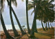 7-2-2024 (3 X 31) Australia - NQD - Port Douglas BBQ  + Coconut Tree Beach (2 ACP Postcards) - Far North Queensland