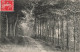 FRANCE - Houlgate - Un Chemin Dans Le Bois De Boulogne - Carte Postale Ancienne - Houlgate