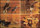 Bad Buchau Federseemuseum Vögel: Roter Milan Fischadler Birkhahn Birkhenn 1980 - Bad Buchau