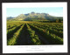 Afrique Du Sud - WINELANDS Of The CAPE - Francbboek - Vue Des Champs Et Au Loin La Chaine De Montagne - Afrique Du Sud