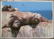 USA CALIFORNIA SEA LIONS KARTE CARD POSTCARD CARTE POSTALE POSTKARTE CARTOLINA ANSICHTSKARTE - Long Beach