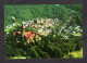 Luxembourg - CLERVAUX - Vue Aérienne Sur La Ville, église, Château - Clervaux