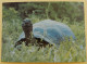 Giant Tortoise - Schildpadden