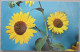 USA FAR WEST KANSAS OFFICIAL STATE FLOWER SUNFLOWER KARTE CARD POSTCARD CARTE POSTALE POSTKARTE CARTOLINA ANSICHTSKARTE - Long Beach