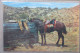 USA FAR WEST HORSE COWBOY RANCH RANGE DESERT CARD POSTCARD CARTE POSTALE POSTKARTE CARTOLINA ANSICHTSKARTE - Long Beach