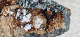 Delcampe - Minerali Liguri Granato Titanite Hessonite Passo Del Faiallo Italia 8cm - Minerals