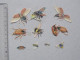 CHROMO DECOUPIS Mini-format: INSECTE Lot 10 Différents Même Thème - Entomologiste "les 6 Pattes" - Animaux