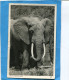Carte Postale  Elephant  East African-gros Plan-NAIROBI-kenia Ouganda Cad Sept 1956 Stamp 65c - Kenya & Oeganda