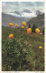 FLEURS - PLANTES & ARBRES - Fleurs - Dotterblume - Trolles - Carte Postale Ancienne - Flowers