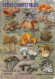 Mushrooms, Setas Comestibles, 2013, Spain - Grossformat : 2001-...