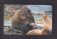 FALKLAND ISLANDS - Sea Lions Chip Phonecard - Islas Malvinas