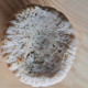 DUO FOSSILE CORAIL BLANC ( PIERRE NATURELLE ) - Minerales