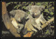 Delcampe - 4677 Animals 41 Carte Postale Pre Stamped Postcards Serie 2 + Housse Australie Australia Entier Postal Stationery - Postal Stationery