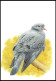 CM/MK Blanco** - 3069 - BUZIN - Pigeon Colombin / Holenduif / Stock Taube - 1er Tirage/1ste Druk - Jaunâtre/Geelachtig - Duiven En Duifachtigen