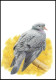 CM/MK Blanco** - 3069 - BUZIN - Pigeon Colombin / Holenduif / Stock Taube - 2è Tirage/2de Druk - Gris/Grijs - Tauben & Flughühner