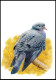 CM/MK Blanco** - 3069 - BUZIN - Pigeon Colombin / Holenduif / Stock Taube - 3è Tirage/3de Druk - Anthracite/Antraciet - Columbiformes