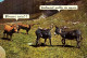 Animaux & Faune > Anes / 28 - Donkeys