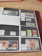 Delcampe - Denmark Collection Dealers 2 Display Book Postfris** - Collections (en Albums)