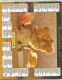 ALMANACH 1997 OBERTHUR CALENDRIER DU FACTEUR OURS PELUCHE AU BAIN & AU COUCHER - Petit Format : 1991-00