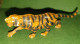 JOUET ANCIEN / FIGURINES / FIGURINE STARLUX / ZOO / TIGRE - Starlux