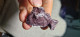 Delcampe - Piemontite Tremolite 30,38gr San Marcel Valle D'Aosta Italia - Minerals
