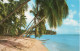 COCONUT PALMS ON A WEST COAST BEACH - BARBADOS , WEST INDIES - F.P. - Barbados