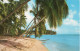 COCONUT PALMS ON A WEST COAST BEACH - BARBADOS , WEST INDIES - F.P. - Barbades