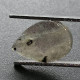 Delcampe - Labradorite Naturelle Du Canada - Cabochon 3.39 Carats - 12 X 7.9 X 4.6 Mm - Sonstige & Ohne Zuordnung