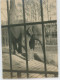 Delcampe - 8 Petites Photos D Animaux En Cage Au Zoo, Années 30 - Andere & Zonder Classificatie