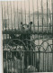 Delcampe - 8 Petites Photos D Animaux En Cage Au Zoo, Années 30 - Other & Unclassified