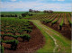 14-2-2024 (4 X 11) Australia - SA - Barossa Valley Vineyards (2 Postcards) - Barossa Valley