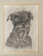 TRES BEAU PORTRAIT D'UN CHIEN (SCHNAUZER) AU CRAYON GRAPHITE SIGNE B. ROUYER - Dessins