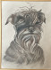 TRES BEAU PORTRAIT D'UN CHIEN (SCHNAUZER) AU CRAYON GRAPHITE SIGNE B. ROUYER - Drawings