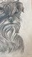 TRES BEAU PORTRAIT D'UN CHIEN (SCHNAUZER) AU CRAYON GRAPHITE SIGNE B. ROUYER - Drawings