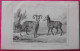 Delcampe - Sardaigne Sardigna : 13 Illustrations Anciennes Du 19è Siècle - Documents Historiques