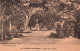 Nouvelle Calédonie - Square Olry à Nouméa ) Phot Combier Macon - Statue - Carte Postale Ancienne - Nouvelle-Calédonie