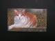 ==  Belgien MH Cats Kazen  ** MNH - Sin Clasificación