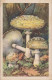 Champignon Pilze Mushroom  Fauna Panther Amaniet  Old PC. Cpa. - Mushrooms