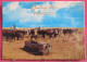 Australie - Queensland - Emerald - Mustering Beef Cattle - Joli Timbre - Autres & Non Classés