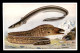 MONACO - MUSEE OCEANOGRAPHIQUE ET AQUARIUM - ILLUSTRATEUR P.S.BERTAULT - POISSONS - Museo Oceanografico