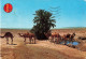 AFRIQUE - Oasis Du Nord Sahara - Chameaux  à La Source - Colorisé - Carte Postale - Ohne Zuordnung